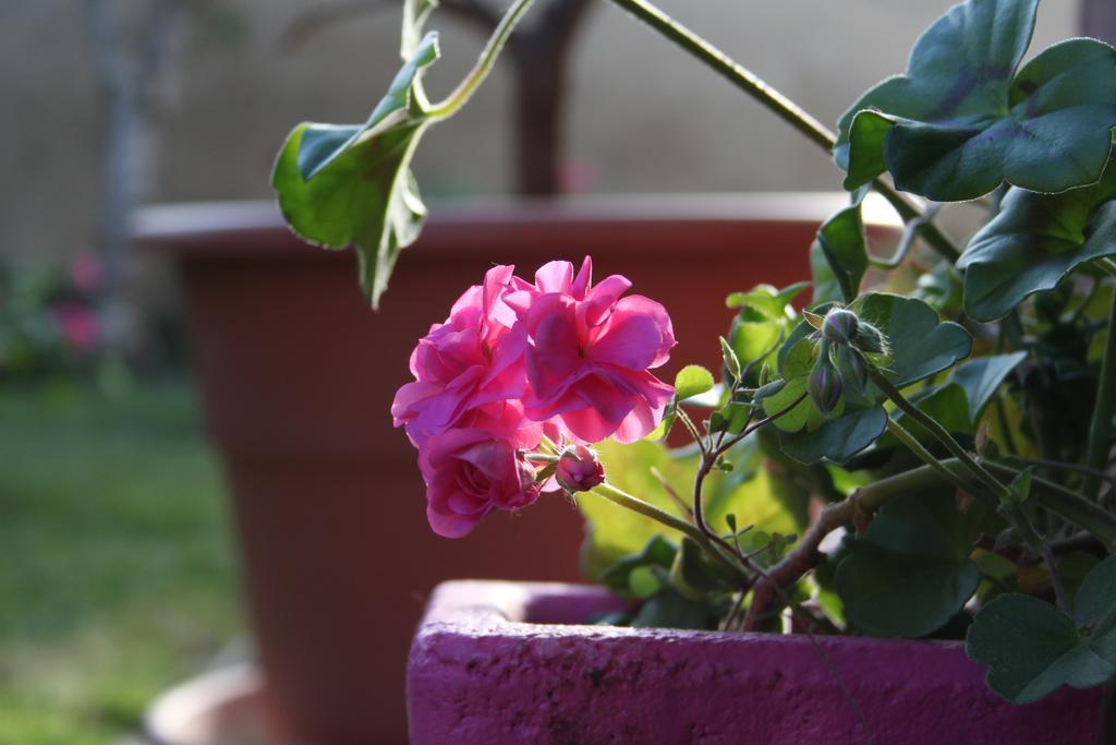 Luna Asti Ngoại thất bức ảnh